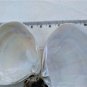 Handmade composition of poplar wood from the sea and 8 Seashells (024)