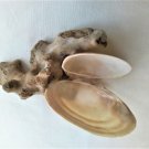 Handmade composition with natural sponge and 2 Scrobicularia Plana Seashells (023)