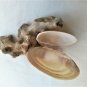Handmade composition with natural sponge and 2 Scrobicularia Plana Seashells (023)