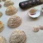 Memory game of 10, hand-painted shells, Venus Verrucosa and Parvicardium Scriptum (018)