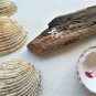 Memory game of 10, hand-painted shells, Venus Verrucosa and Parvicardium Scriptum (018)