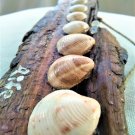 Chestnut wood from the sea with 14 natural Seashells (005)