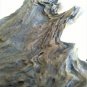 Portrait natural walnut tree bark (003)