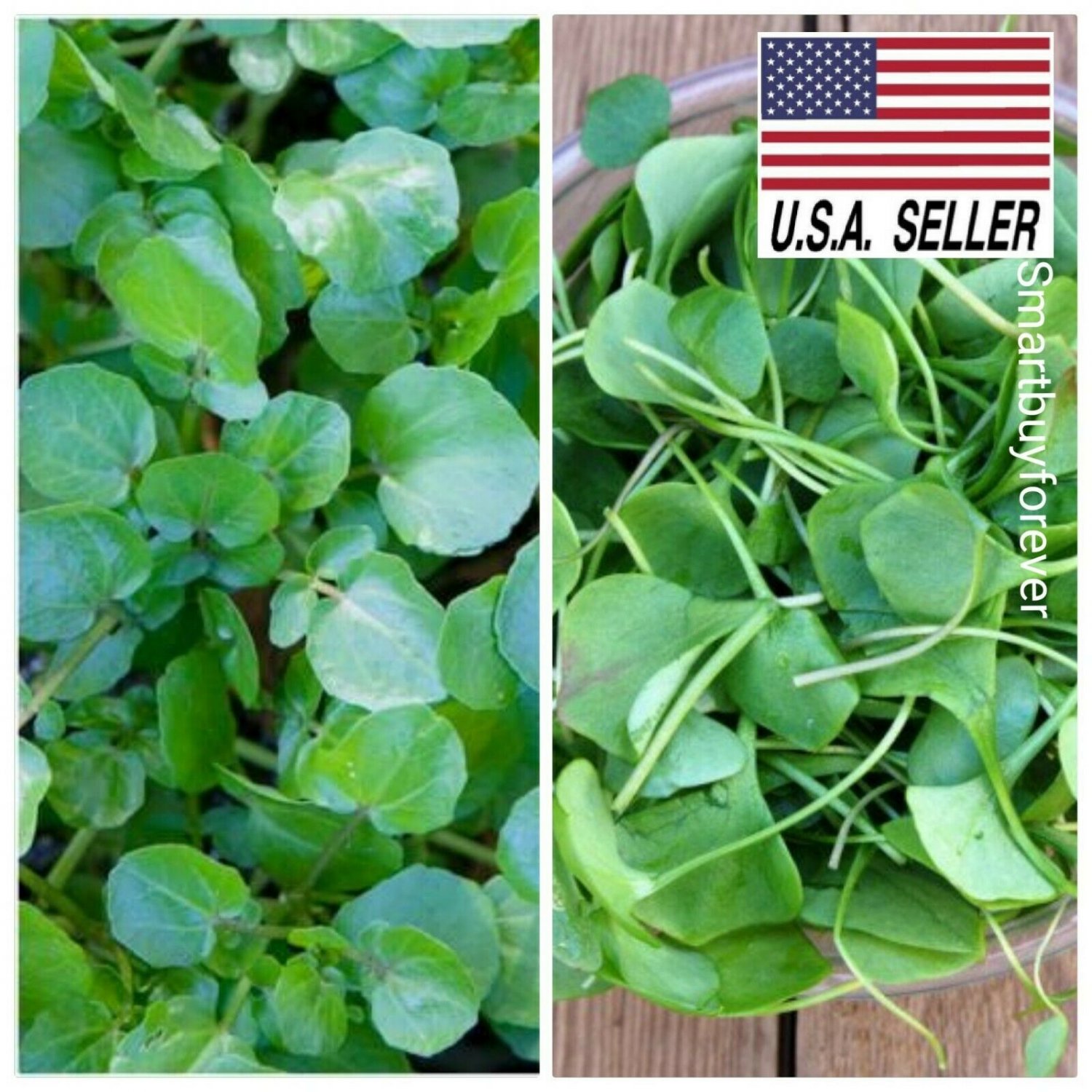Semut Store WATERCRESS 1000 Seeds NonGmo SUPERFOOD Spring/Fall Garden