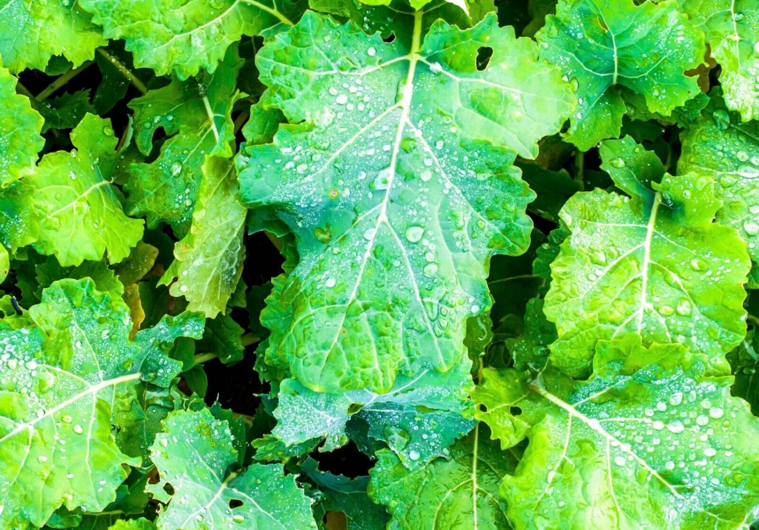 Semut STore 1000 Seeds Wichita ' Winter Canola Brassica Napus Rape