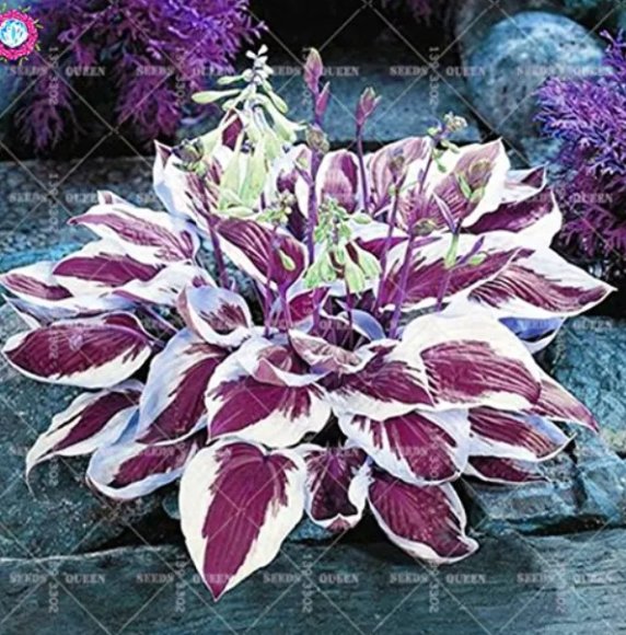 Colorful Hosta 100 Seeds Indoor Bonsai Flower Seeds Coleus Genus Planting