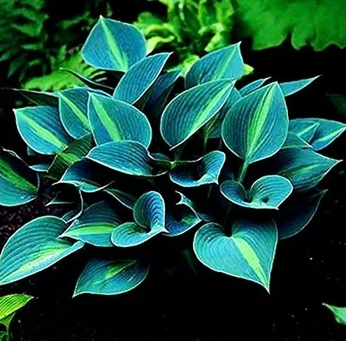 Hot Selling Gimax 150 Hosta Flower Seeds Garden Perennials Ornamental Lily Shade Hosta Plants Seeds