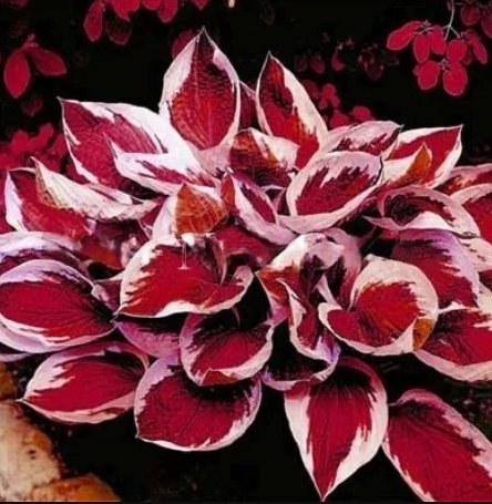 Promotion! 150 Pcs Beautiful Hosta Bonsai, Perennials Lily Flower Shade Hosta Flower