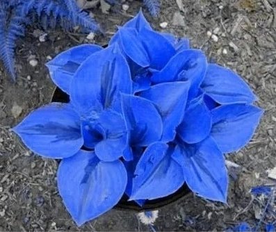 100 Bonsai Hosta Plants, Perennials Jardin Lily Flower Shade Hosta Flower