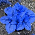 100 Bonsai Hosta Plants, Perennials Jardin Lily Flower Shade Hosta Flower