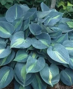 100 'Touch Of Class' Blue/Yellow/Green Mixed Hosta Seeds