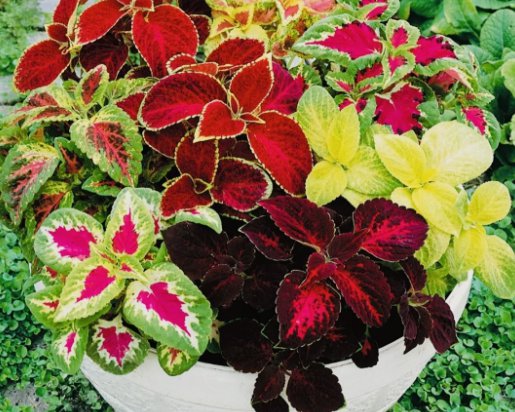 Coleus Rainbow Mix Flower Seeds Non Gmo Fresh Harvest