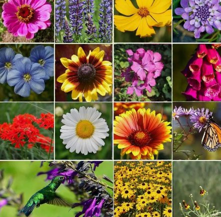 All Perennial Wild Flower Mix. Pollinator Food, Garden Heirloom, 1200 Seeds