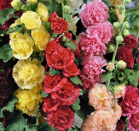 Summer Carnival Mix Hollyhock Seeds | Non-Gmo | Seed Store 1194