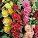 Summer Carnival Mix Hollyhock Seeds | Non-Gmo | Seed Store 1194