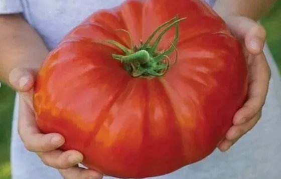 120 Mortgage Lifter Tomato Seeds - Large - Heirloom - Organic - Non Gmo - Fresh