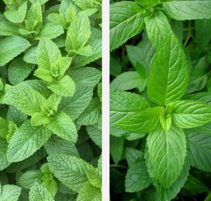 Mixed Mint Seeds 500 Peppermint + Spearmint Herb Non-Gmo Heirloom Vegetable !