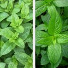 Mixed Mint Seeds 500 Peppermint + Spearmint Herb Non-Gmo Heirloom Vegetable !