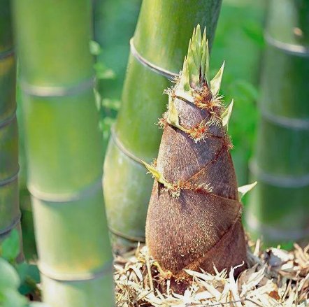 50+Giant Moso Bamboo Seeds Perennial Evergreen Grows Edible Bamboo Shoots