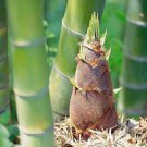 50+Giant Moso Bamboo Seeds Perennial Evergreen Grows Edible Bamboo Shoots