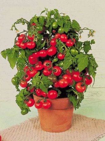 30 Tiny Tim Micro Dwarf Tomato Seeds ~ Heirloomseedguy ~ 2024 ~ Non-Gmo