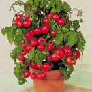 30 Tiny Tim Micro Dwarf Tomato Seeds ~ Heirloomseedguy ~ 2024 ~ Non-Gmo