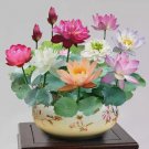15 Mixed Color The Sacred Bonsai Lotus Flower Seeds