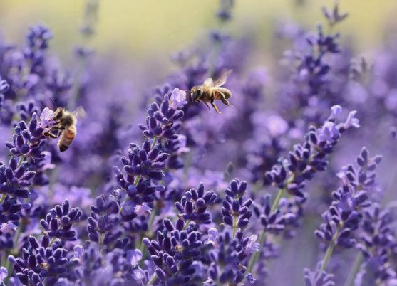 Lavender Seeds, Vera English, Non-Gmo, Variety Sizes