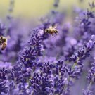 Lavender Seeds, Vera English, Non-Gmo, Variety Sizes