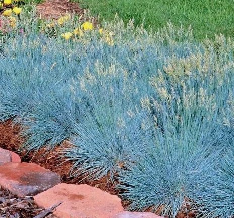 5000 Blue Fescue Ornamental Grass Seeds Clumpingdrought Tolerant Low Maintenance
