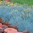 5000 Blue Fescue Ornamental Grass Seeds Clumpingdrought Tolerant Low Maintenance