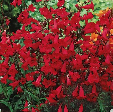 Penstemon Eaton'S Red Hummingbird Perennial Beardtongue Usa Non-Gmo 200 Seeds!