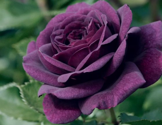 Dark Purple Rose Rose Bush 20 Or 100 Seeds~Rare USA Seller