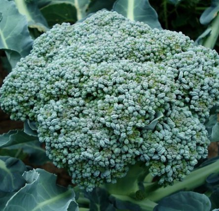 Waltham 29 Broccoli Seeds, Non-Gmo, Easy To Grow, High Yields
