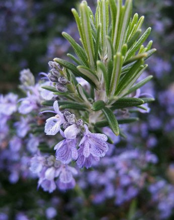 Rosemary Seeds, Non-Gmo, Heirloom, Variety Sizes, Anthos