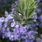 Rosemary Seeds, Non-Gmo, Heirloom, Variety Sizes, Anthos
