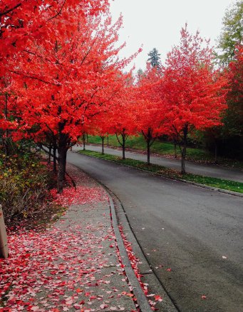40 Fast Growing Tree Seeds: Red Maple (Acer Rubrum) USA Seller
