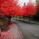40 Fast Growing Tree Seeds: Red Maple (Acer Rubrum) USA Seller