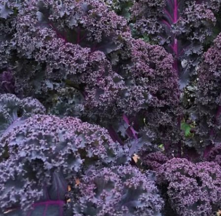 Scarlet Kale, Non-Gmo, Dark Purple, Ornamental And Edible