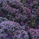 Scarlet Kale, Non-Gmo, Dark Purple, Ornamental And Edible