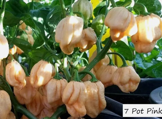 Heirloom Pepper Seeds Pot Pink Varieties - One Shipping Charge