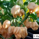 Heirloom Pepper Seeds Pot Pink Varieties - One Shipping Charge