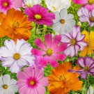 Cosmos Flowers Seed Mix, 10 Beautiful Cosmos Varieties, Colorful