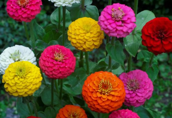 50 Lilliput Zinnia Seeds Mix, Zinnia Elegans, Non-Gmo, Colorful