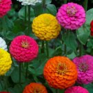 50 Lilliput Zinnia Seeds Mix, Zinnia Elegans, Non-Gmo, Colorful