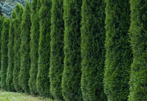 50+ Thuja Tree Seeds (Thuja Occidentalis) White Cedar Arborvitae Hedge Row Fast