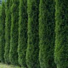 50+ Thuja Tree Seeds (Thuja Occidentalis) White Cedar Arborvitae Hedge Row Fast