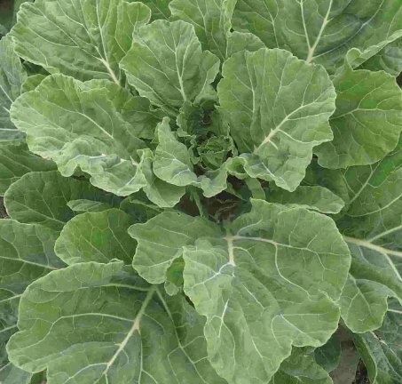 250 Georgia Southern Collard Seeds, Non-Gmo, Creole, Variety Sizes