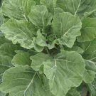 250 Georgia Southern Collard Seeds, Non-Gmo, Creole, Variety Sizes