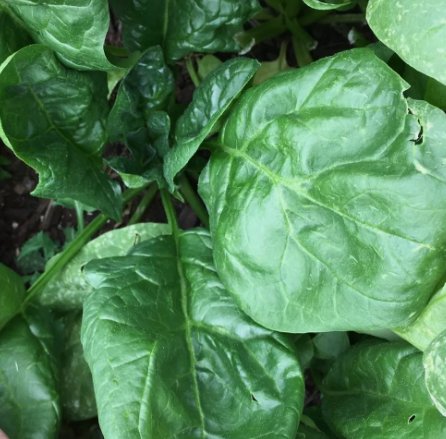 75 Giant Noble Spinach Seeds, Non-Gmo, Variety Sizes